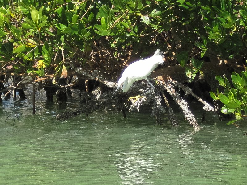 Sanibel022611-2103.jpg - Snowy Egret seen while kayaking Captiva Buck Key