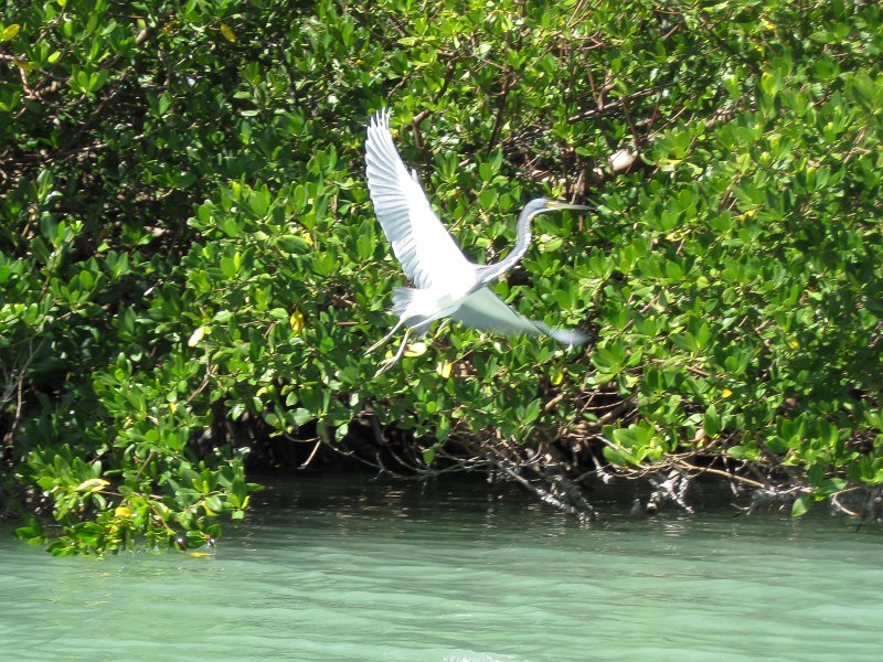 Sanibel022611-2114.jpg - Kayak Captiva Buck Key