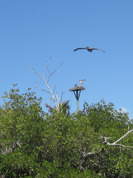 Sanibel022611-2132.jpg - Osprey nest with Pelican flying through