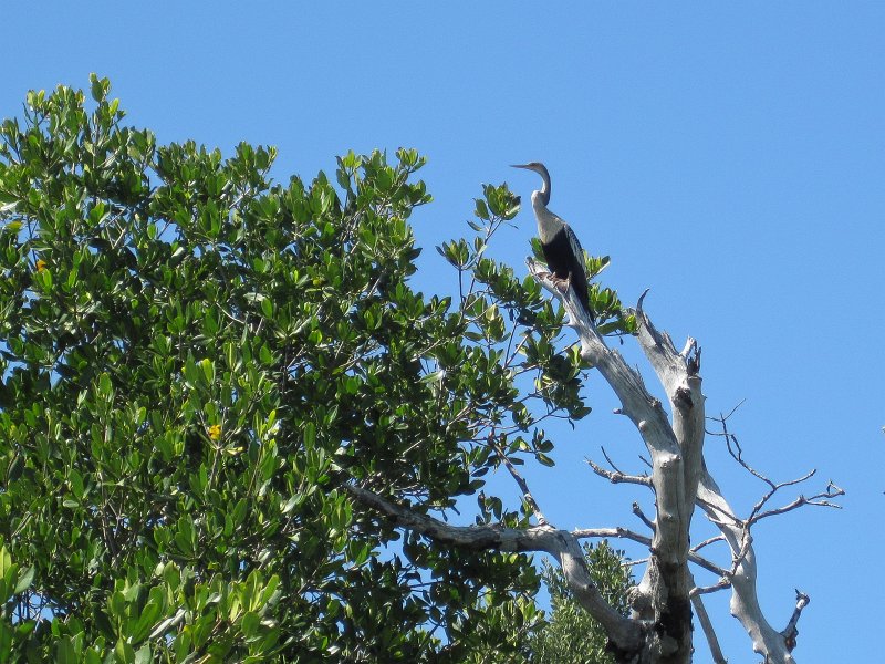 Sanibel022611-2141.jpg - Kayak Captiva Buck Key