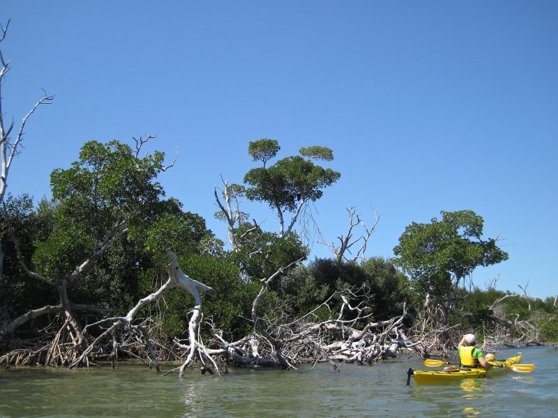 Sanibel022611-2153.jpg - Bald Eagles hidding in the trees on the North East side of Buck Key