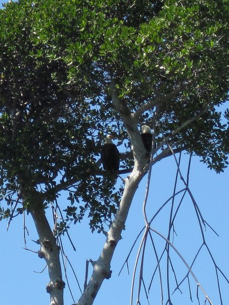 Sanibel022611-2157.jpg - Bald Eagles hidding in the trees on the North East side of Buck Key