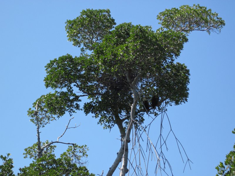 Sanibel022611-2171.jpg - Bald Eagles hidding in the trees on the North East side of Buck Key