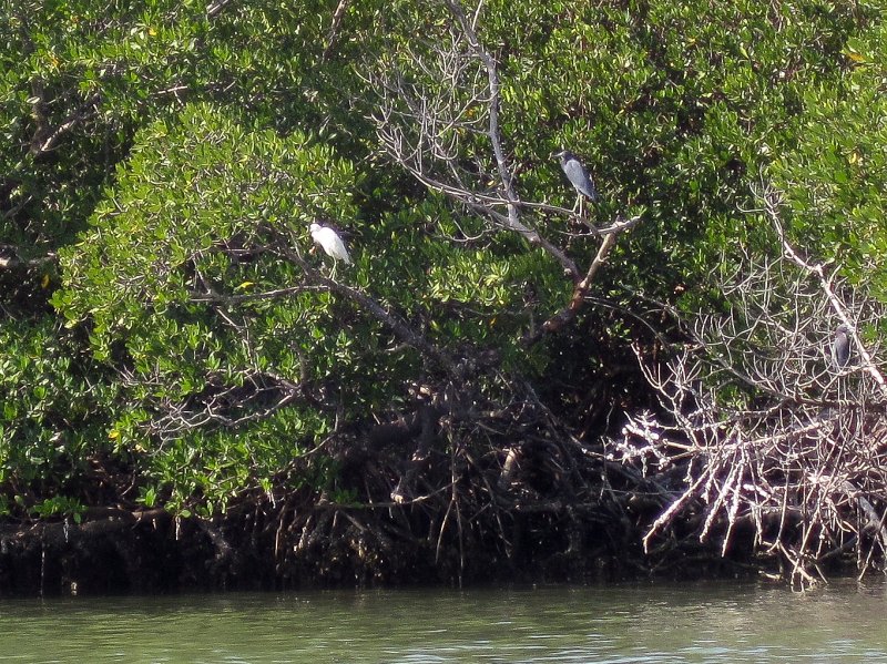Sanibel022611-2240.jpg - Snowy Egret and Little Blue Heron