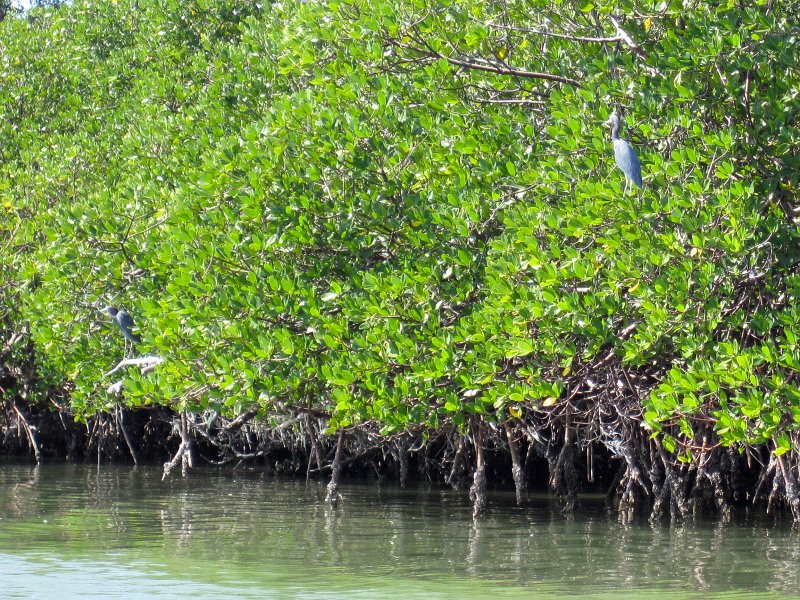 Sanibel022611-2246.jpg - Little Blue Heron
