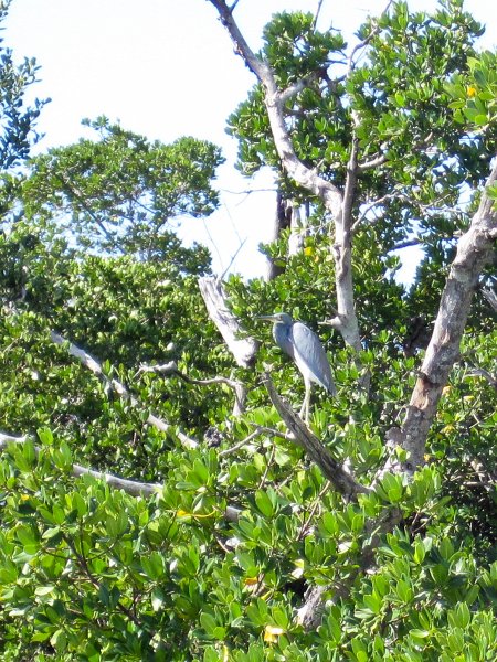 Sanibel022611-2249.jpg - Little Blue Heron