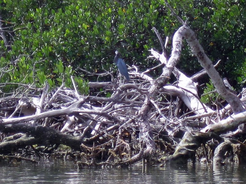 Sanibel022611-2260.jpg - Little Blue Heron