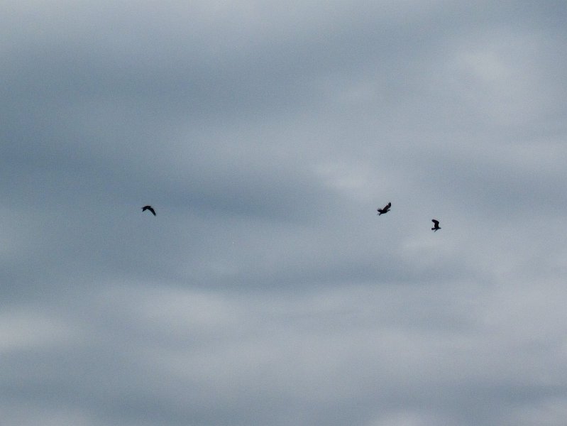 Sanibel022611-2277.jpg - Osprey chasing after an eagle