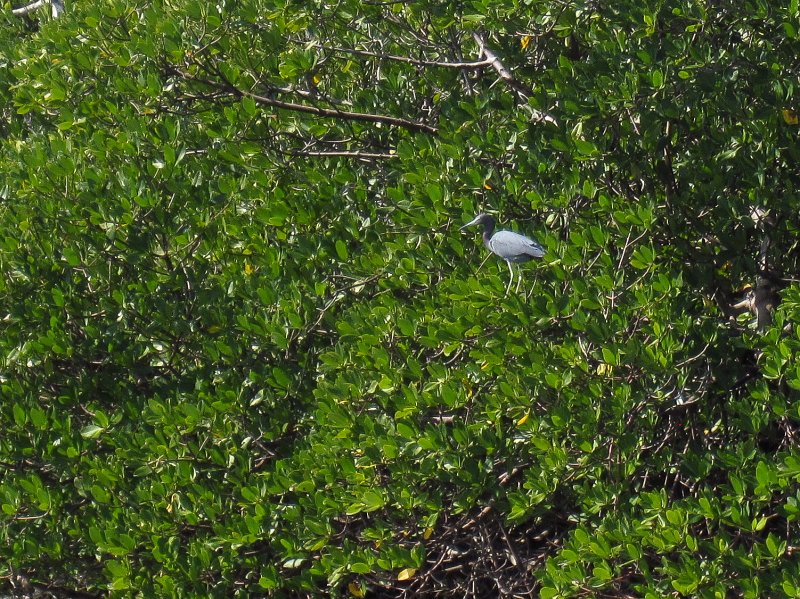 Sanibel022611-2244.jpg - Tri Color Heron