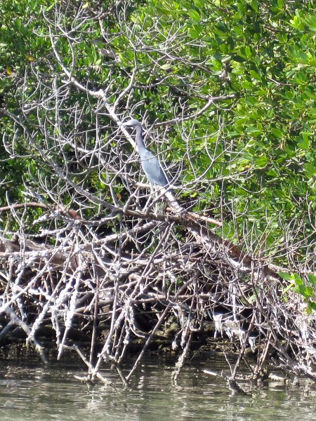 Sanibel022611-2245.jpg - Tri Color Heron