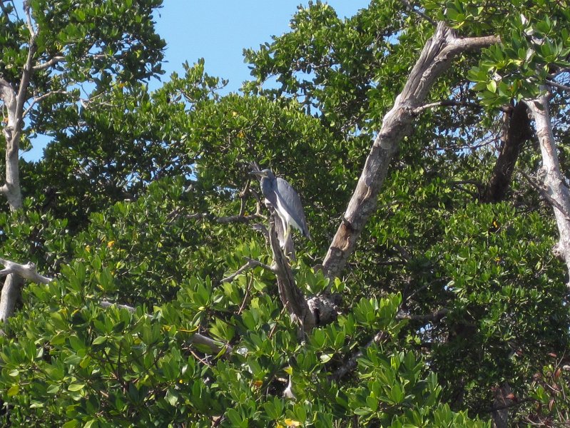 Sanibel022611-2250.jpg - Great Blue Heron