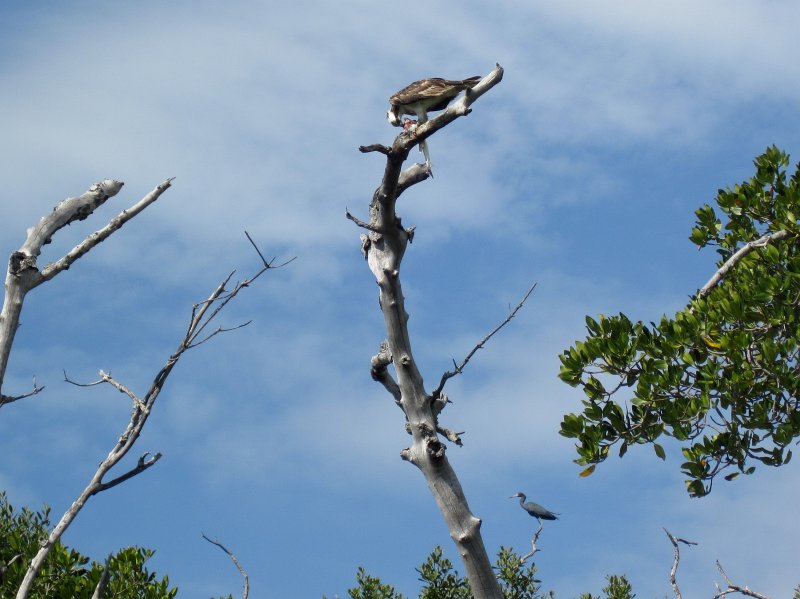 Sanibel022611-2254.jpg - Osprey