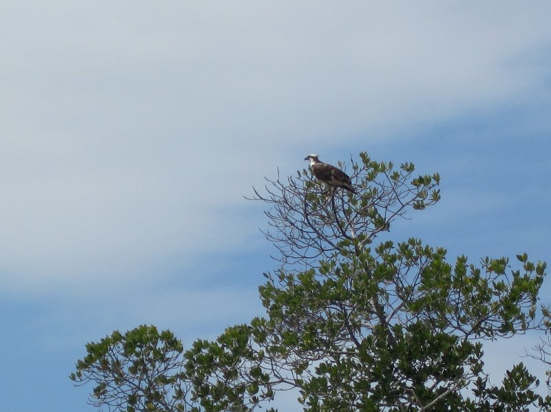 Sanibel022611-2261.jpg - Osprey