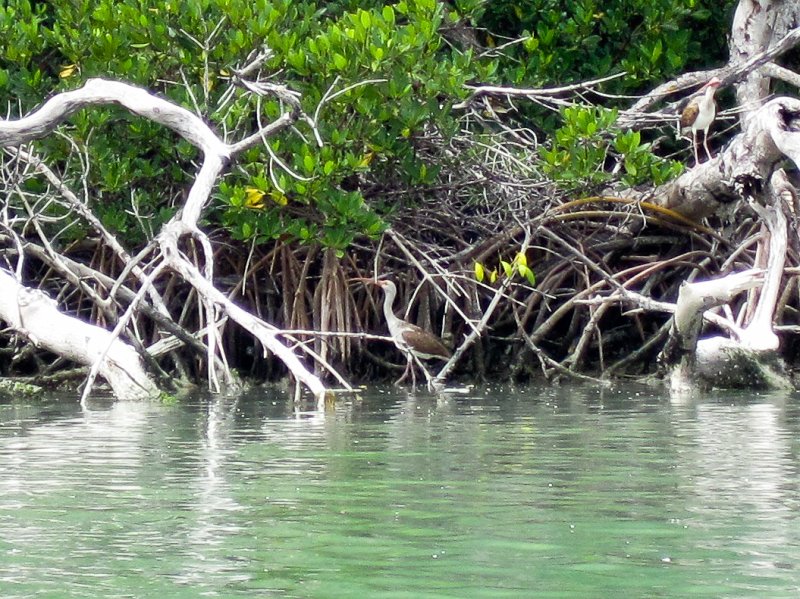 Sanibel022611-2281.jpg - Juvenile Ibis