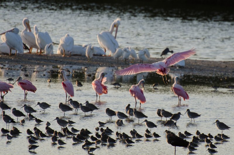 Sanibel022611-1050.jpg - Roseate Spoonbills, Sunset drive through Ding Darling Wildlife Refuge