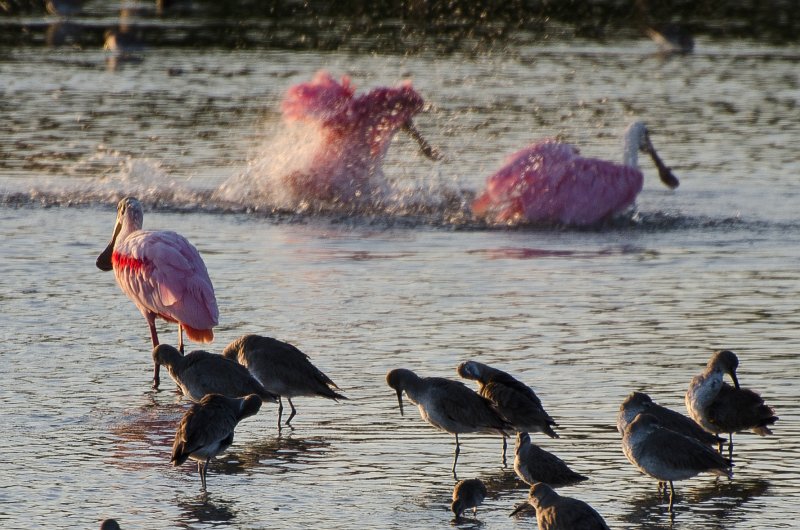 Sanibel022611-1132.jpg - Roseate Spoonbills, Sunset drive through Ding Darling Wildlife Refuge