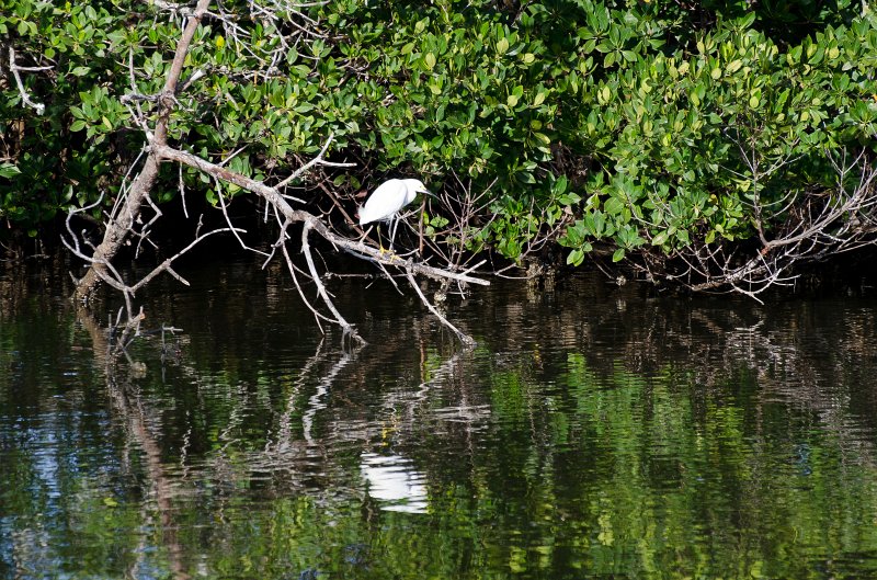 Sanibel022611-1352.jpg - Snowy Egrets  seen while kayaking Captiva Buck Key