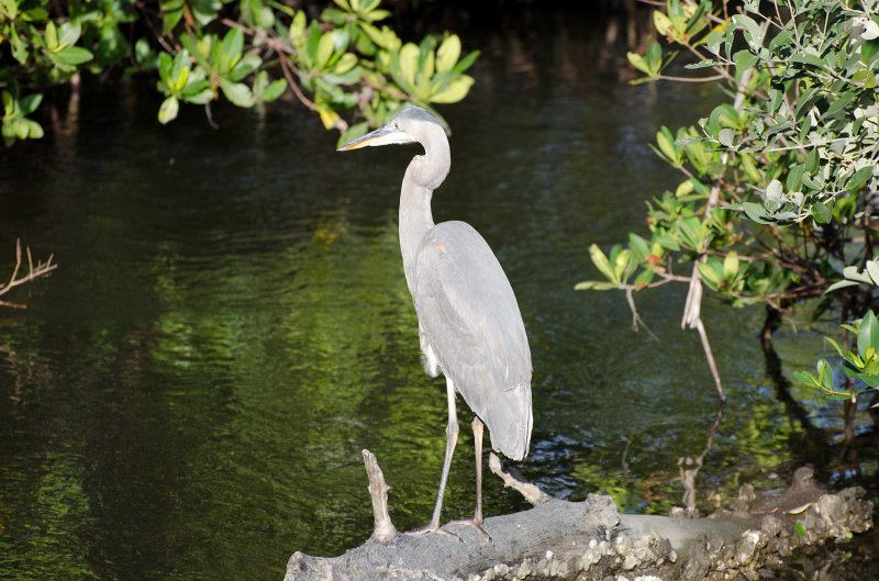 Sanibel022611-1357.jpg - Great Blue Heron  seen while kayaking Captiva Buck Key