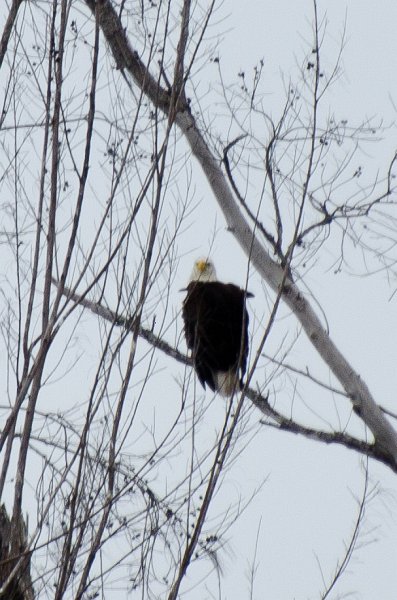 Sanibel022611-1367.jpg - Bald Eagle seen just off of Gulf Pines Drive