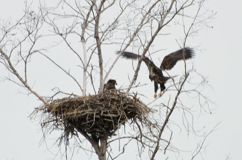 Sanibel022611-1444.jpg - Young eagle trying to fly, sibling watching.  Seen just off Gulf Pines Drive