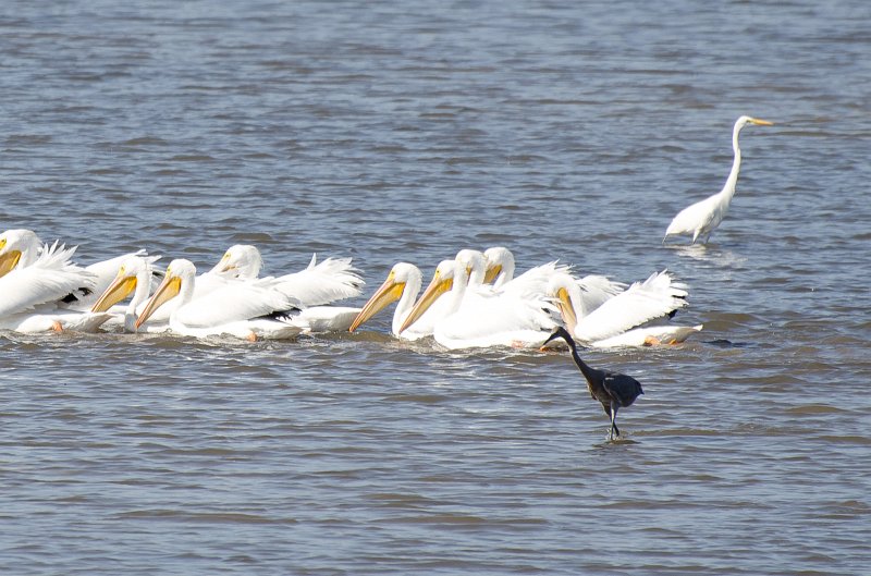 Sanibel022611-1541.jpg - White Pelicans hunting for fish in a group