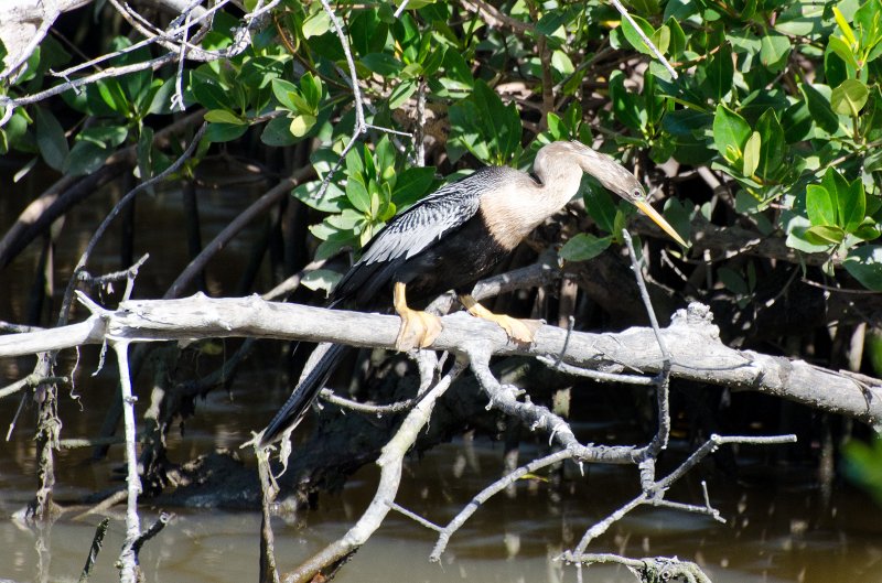 Sanibel022611-1566.jpg - Anhinga on Wildlife Drive