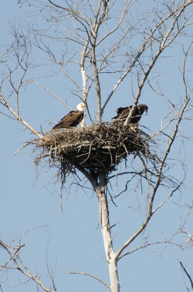 Sanibel022611-1606.jpg - Mom and two  baby Bald Eagles on Gulf Pines Drive