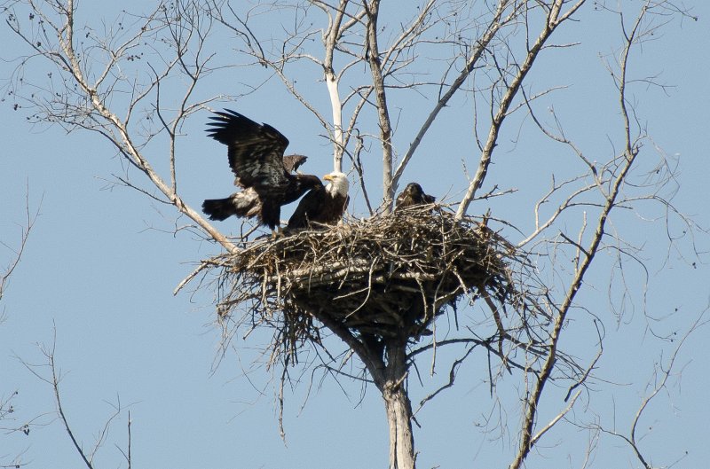 Sanibel022611-1629.jpg - Mom and two  baby Bald Eagles on Gulf Pines Drive