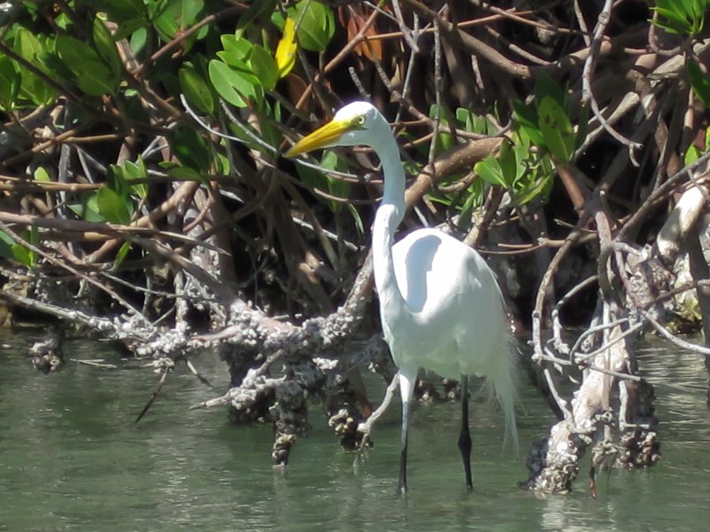 Sanibel022611-2097.jpg - Great Egret seen while kayaking Captiva Buck Key