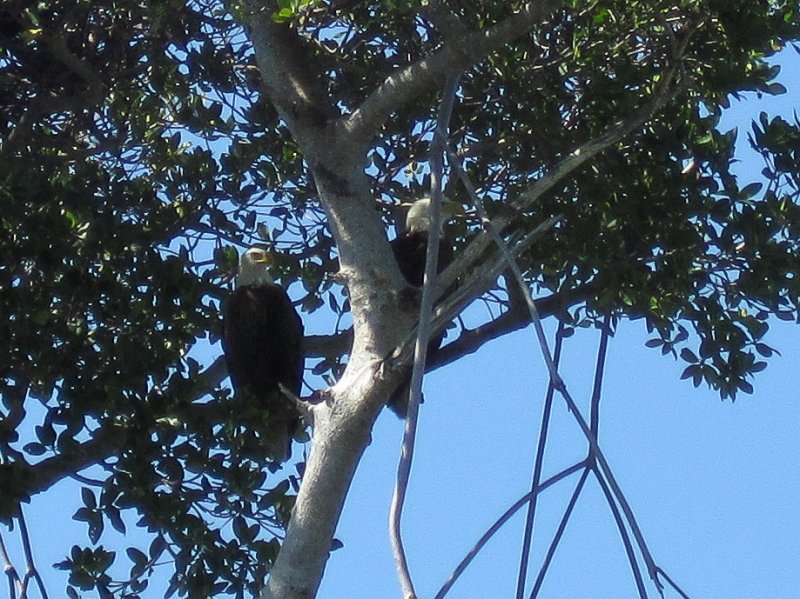 Sanibel022611-2169.jpg - Bald Eagles seen while kayaking Captiva Buck Key