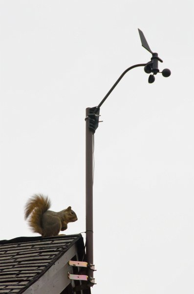 ThanksgivingNov2011-7275.jpg - Squirrel on roof, near weather station