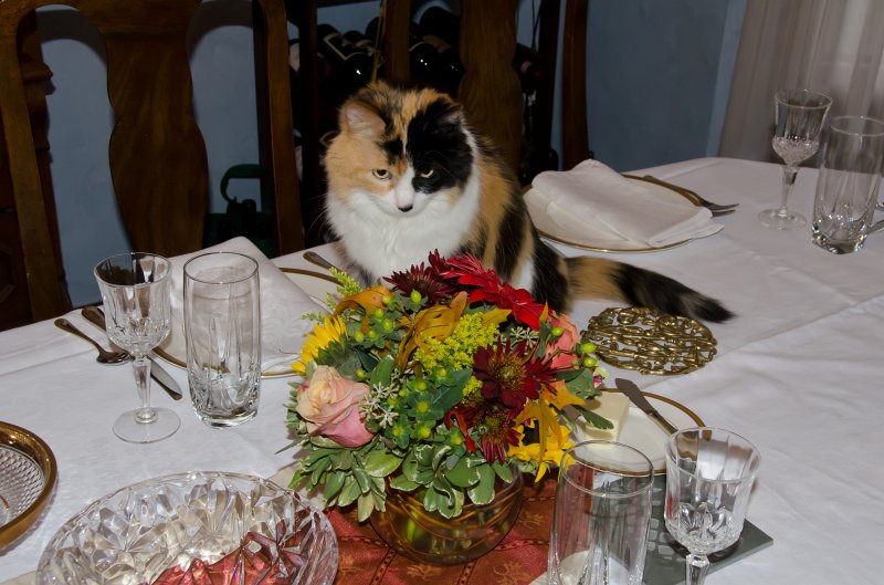 ThanksgivingNov2011-7303.jpg - Thanksgiving 2011