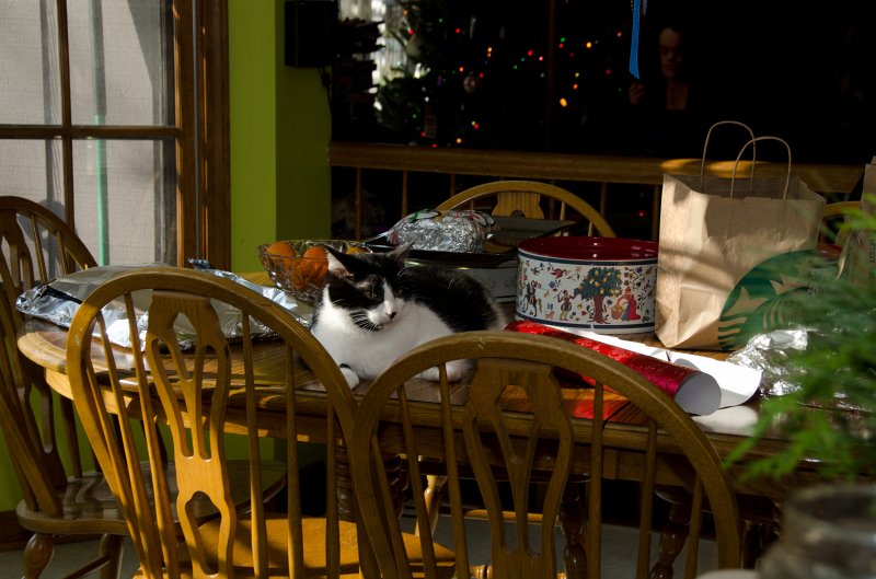 XmasDec11-7567.jpg - Christmas Eve pictures with the kitties