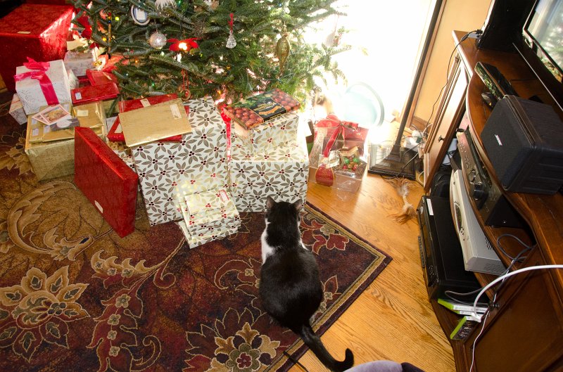 XmasDec11-7584.jpg - Christmas Eve pictures with the kitties