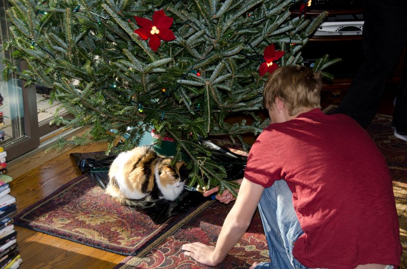 XmasDec11-7550.jpg - Decorating Christmas Tree