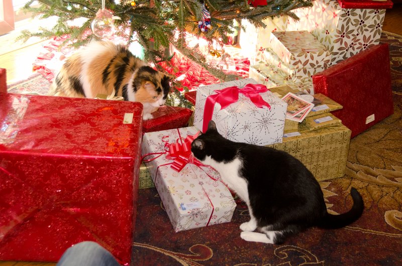 XmasDec11-7588.jpg - Christmas Eve pictures with the kitties