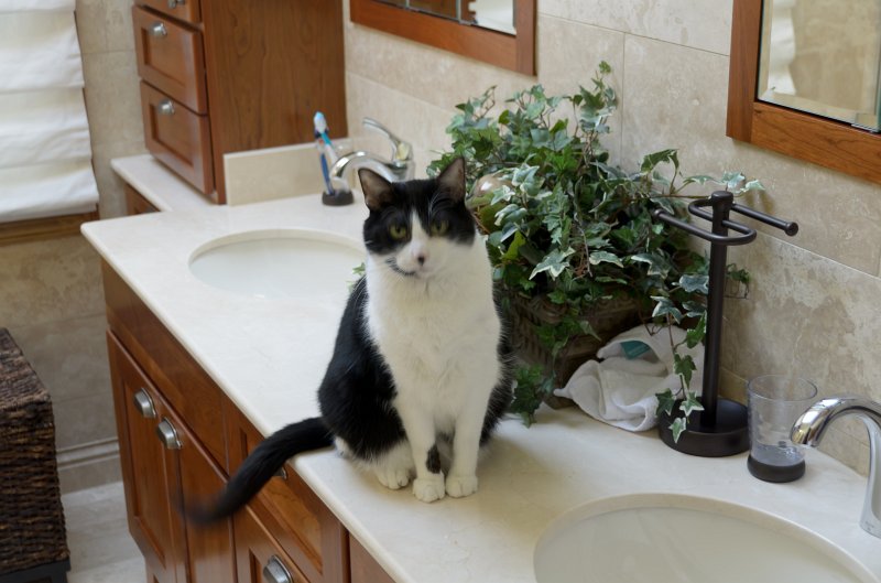 XmasDec11-7730.jpg - Master Bathroom, wrapped for Christmas