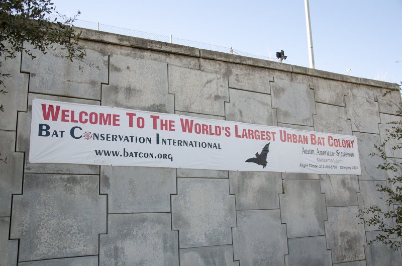 Austin012411-0443.jpg - Welcome to the World's Largest Urban Bat Colony