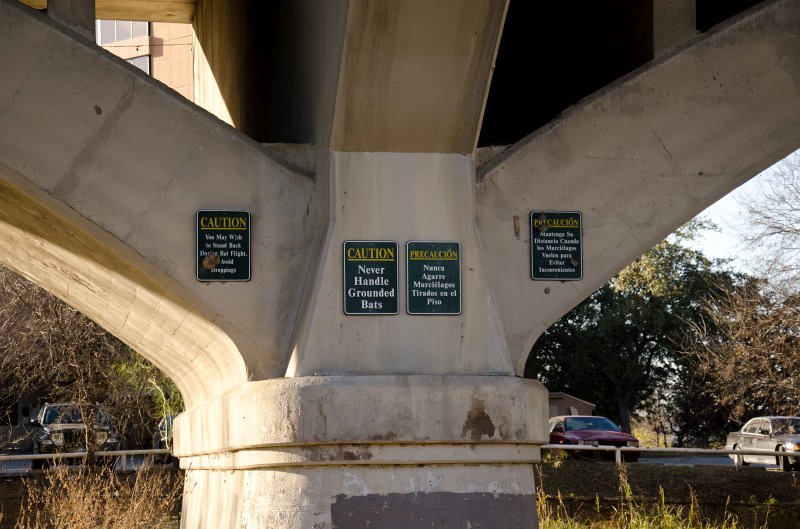 Austin012411-0447.jpg - Bat Colony: Never Handle Grounded Bats
