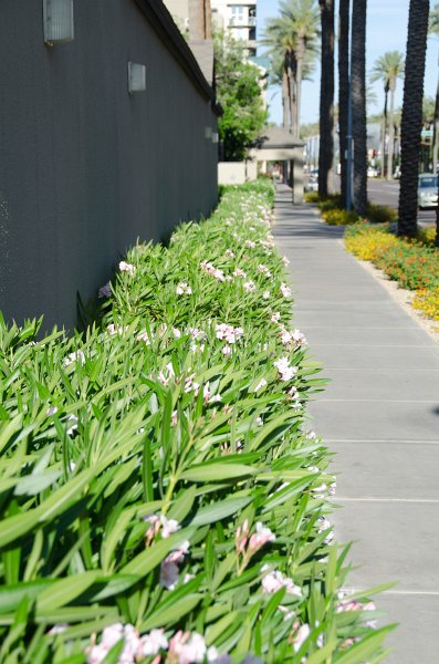 Phoenix042111-2298.jpg - Flowering bushes along Fillmore St.