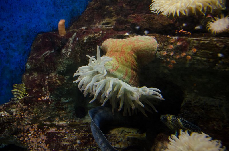 SanDiego062411-4659.jpg - Birch Aquarium