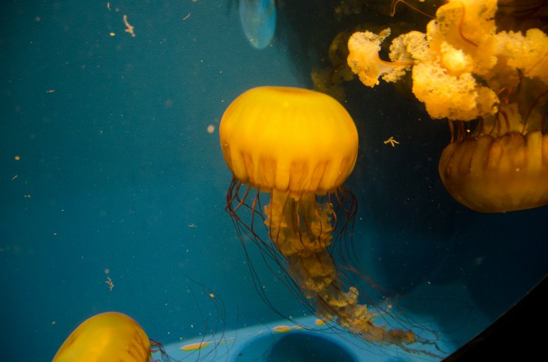 SanDiego062411-4663.jpg - Sea Nettle, Birch Aquarium