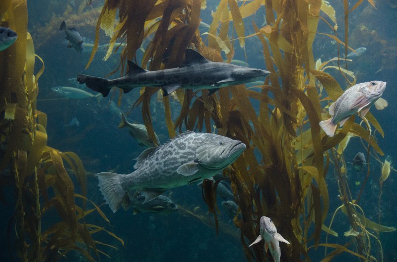 SanDiego062411-4670.jpg - Kelp Forest Tank, Birch Aquarium