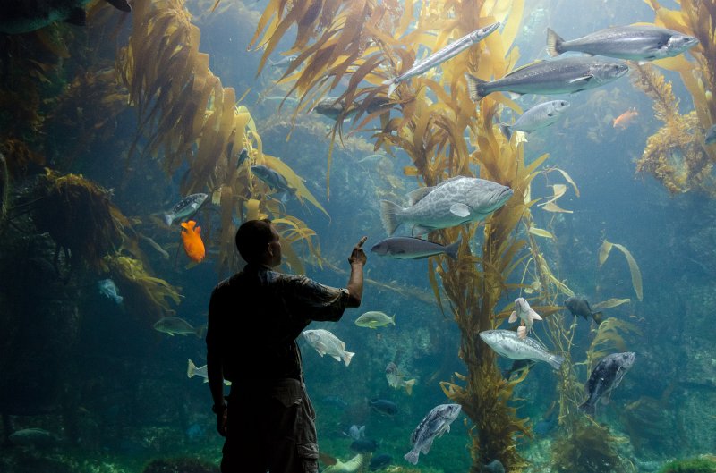 SanDiego062411-4673.jpg - Kelp Forest Tank, Birch Aquarium