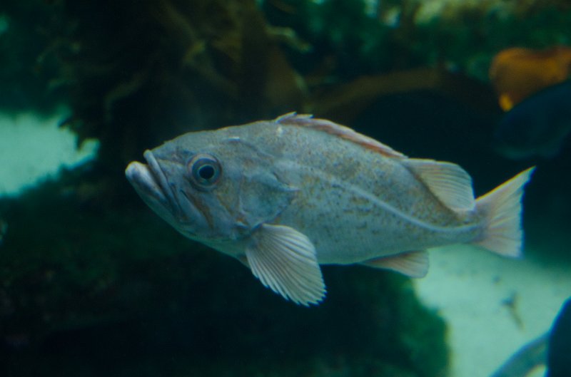 SanDiego062411-4681.jpg - Seabass, Kelp Tank, Birch Aquarium