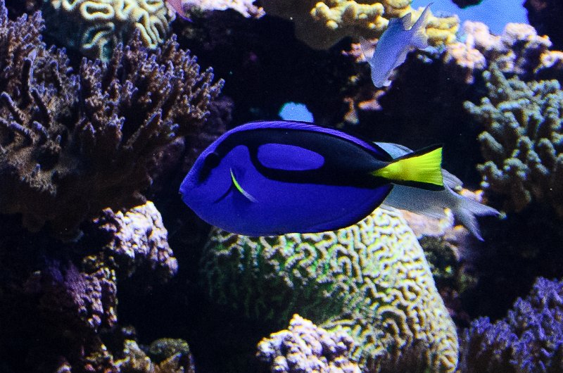 SanDiego062411-4685.jpg - Blue Tang, Birch Aquarium