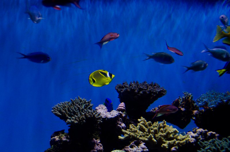 SanDiego062411-4688.jpg - Birch Aquarium