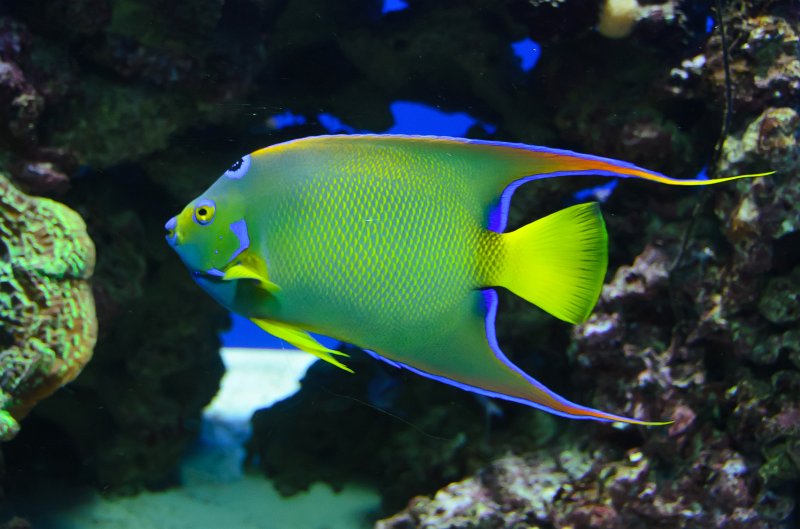SanDiego062411-4695.jpg - Queen Angelfish, Hall of Fishes, Birch Aquarium