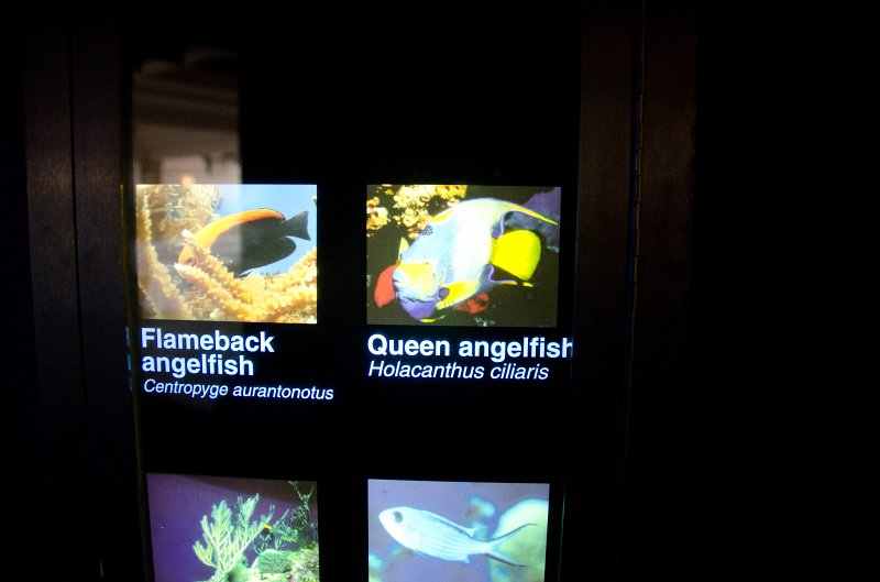 SanDiego062411-4697.jpg - Birch Aquarium