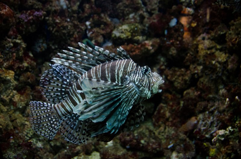 SanDiego062411-4703.jpg - Lionfish, Birch Aquarium